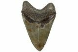 Serrated, Fossil Megalodon Tooth - South Carolina #310015-2